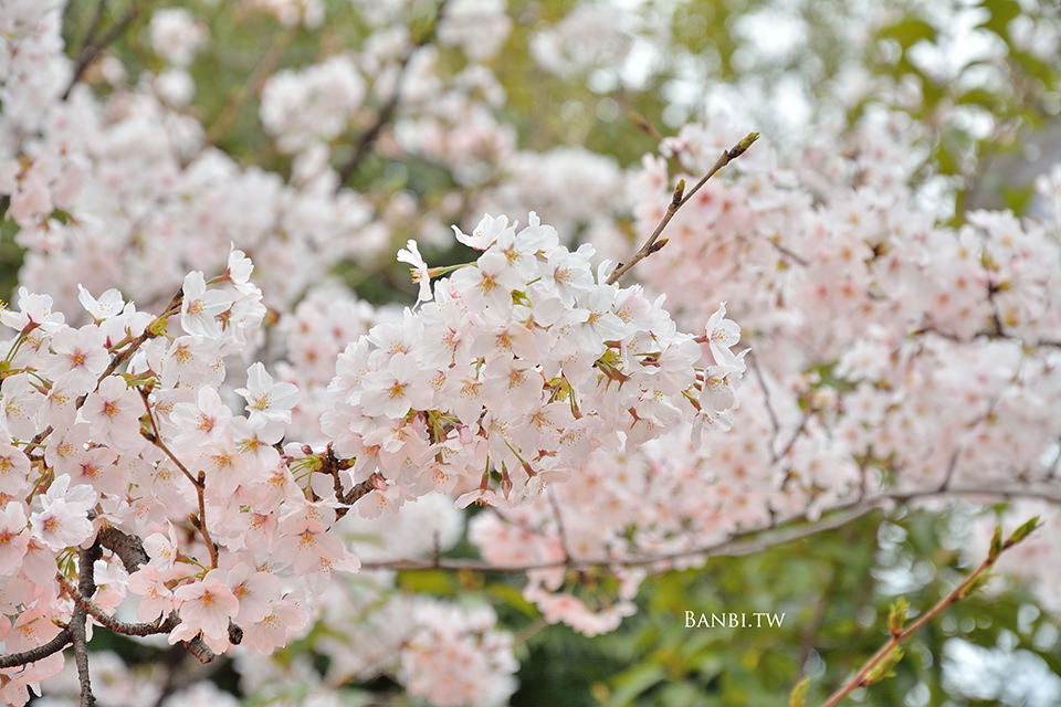 京都熊野神社-日本國家足球隊御守 可愛櫻花市集 良緣安產守護