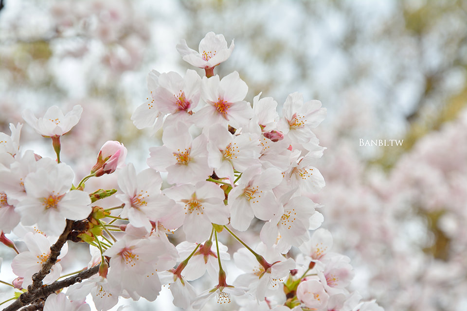 京都熊野神社-日本國家足球隊御守 可愛櫻花市集 良緣安產守護