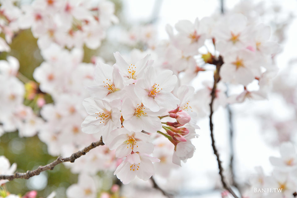 京都熊野神社-日本國家足球隊御守 可愛櫻花市集 良緣安產守護