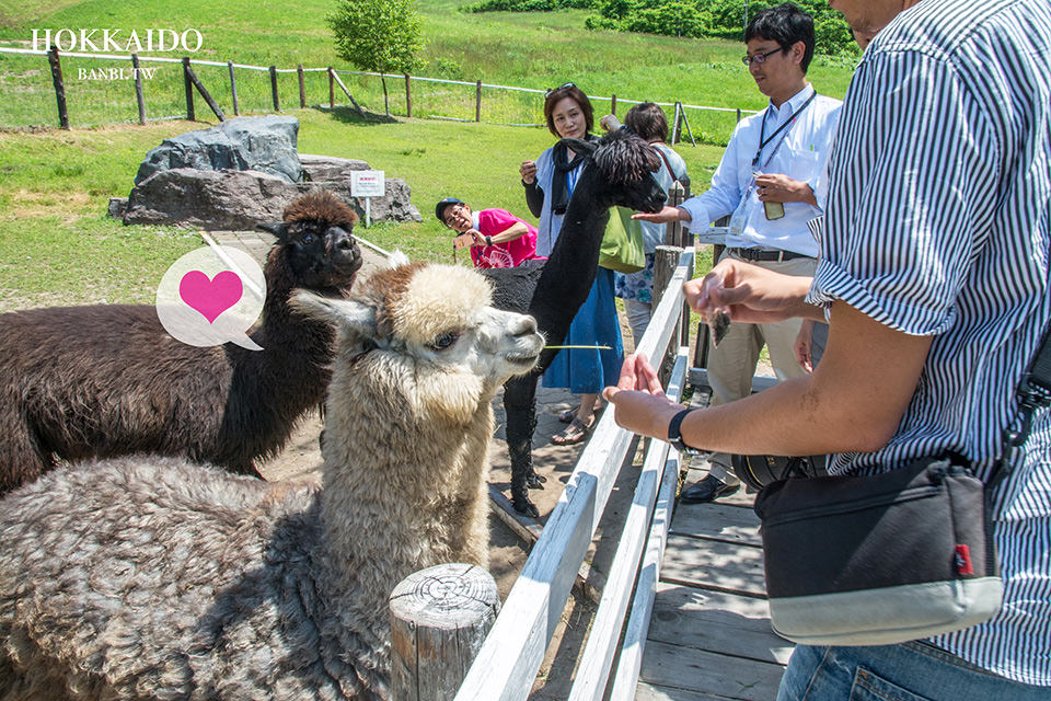 北海道親子旅遊viva Alpaca Farm牧場餵超可愛的羊駝療癒系自駕景點 Banbi 斑比美食旅遊