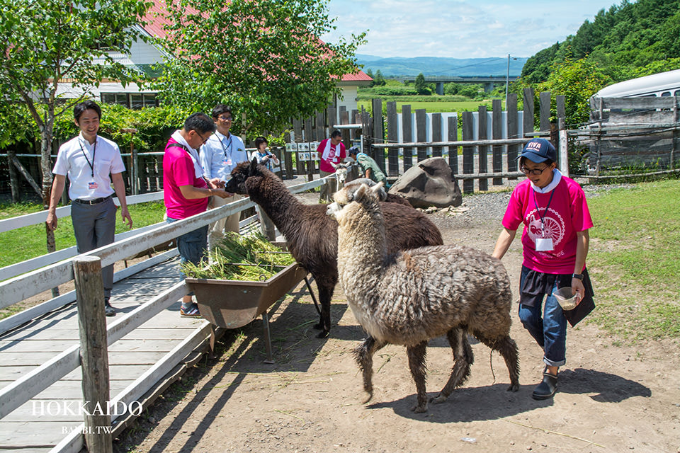 北海道親子旅遊viva Alpaca Farm牧場餵超可愛的羊駝療癒系自駕景點 Banbi 斑比美食旅遊