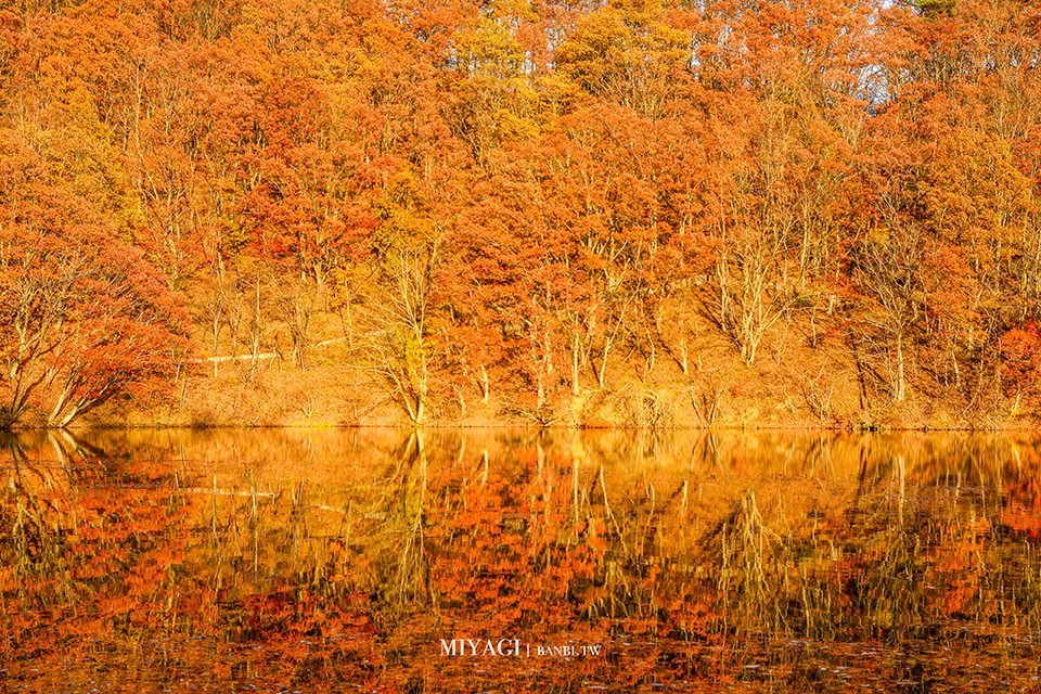 長老湖 楓葉染成火紅湖水的絕景 宮城版青森蔦沼朝燒日本東北賞楓推薦 陸奧童話街道 Banbi 斑比美食旅遊