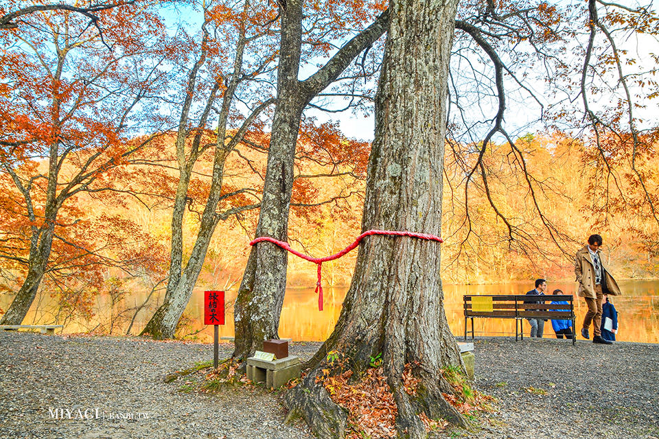 長老湖 楓葉染成火紅湖水的絕景 宮城版青森蔦沼朝燒日本東北賞楓推薦 陸奧童話街道 Banbi 斑比美食旅遊