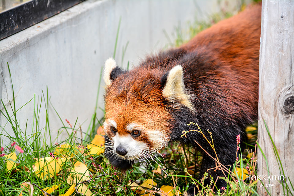 北海道旭川超療癒旭山動物園可愛狐狸 企鵝遊行 微笑雪鴞 推薦自由行旅遊景點 Banbi 斑比美食旅遊