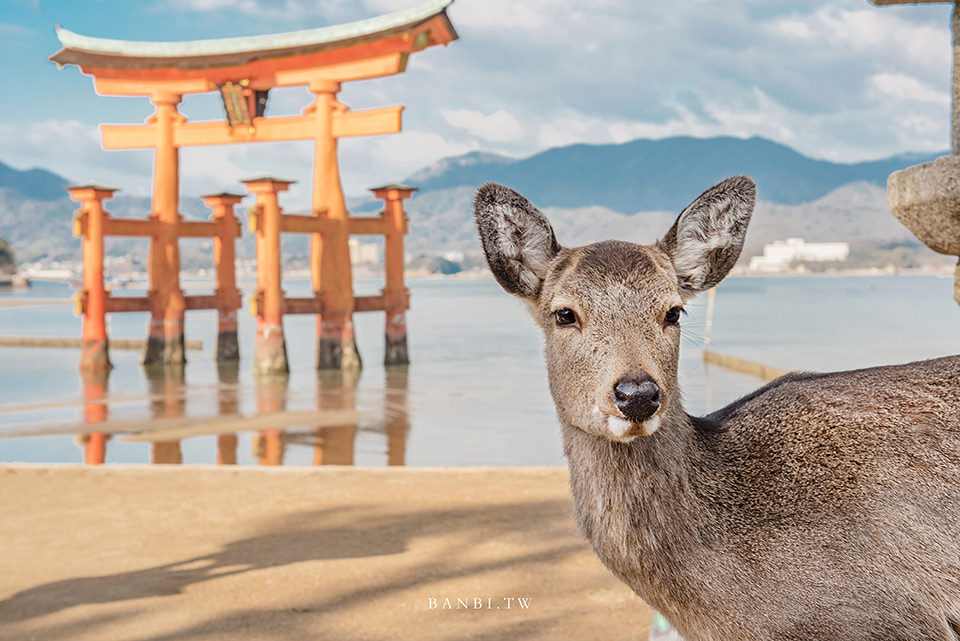 廣島自由行 宮島海上鳥居嚴島神社 與鹿 海共存的日本三大美景 含交通 船班 鳥居整修 潮汐時間 御守 Banbi 斑比美食旅遊