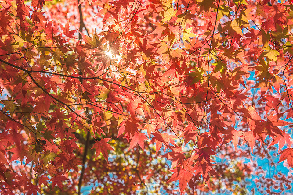 河口湖楓葉祭 紅葉迴廊 紅葉框富士山最強秋天景色 附東京直達交通 紅葉拍攝地點攻略 Banbi 斑比美食旅遊