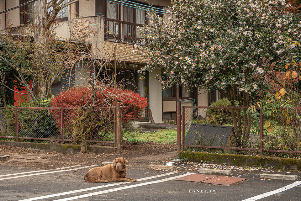 東京秘境 若竹之杜若山農場 竹林茶屋野餐 穿和服散步 烤栗子 竹林高盪鞦韆 Banbi 斑比美食旅遊