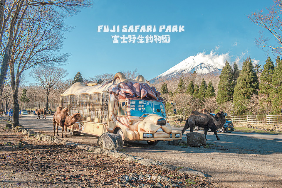 靜岡富士野生動物園 富士山下餵水豚袋鼠 連獅子也能餵 與動物們近距離接觸 Banbi 斑比美食旅遊