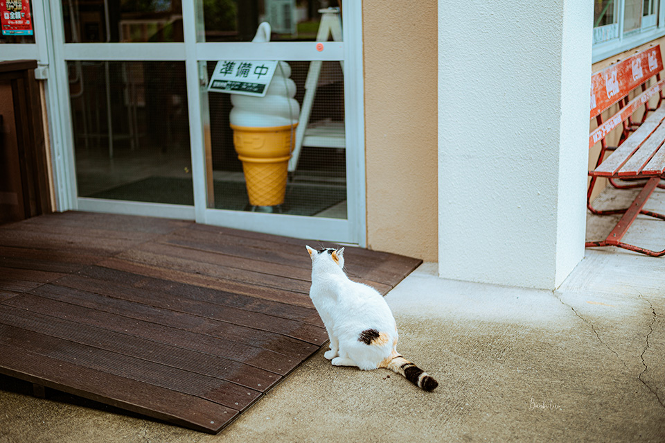 千葉保田小學校設施：美食、餐廳、咖啡店、商店
