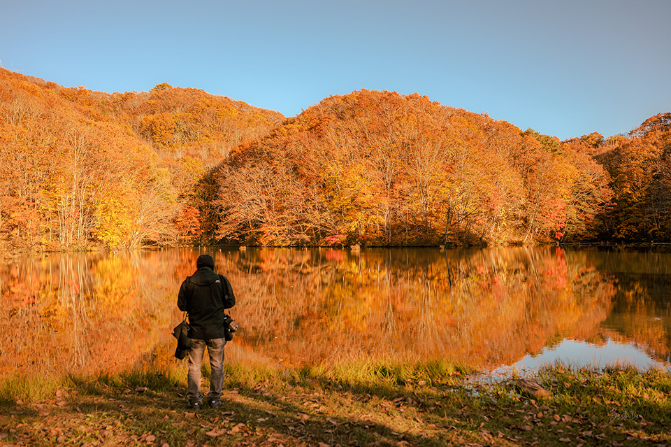 東北福島賞楓:曲澤沼紅葉朝燒夕燒,鏡面紅葉