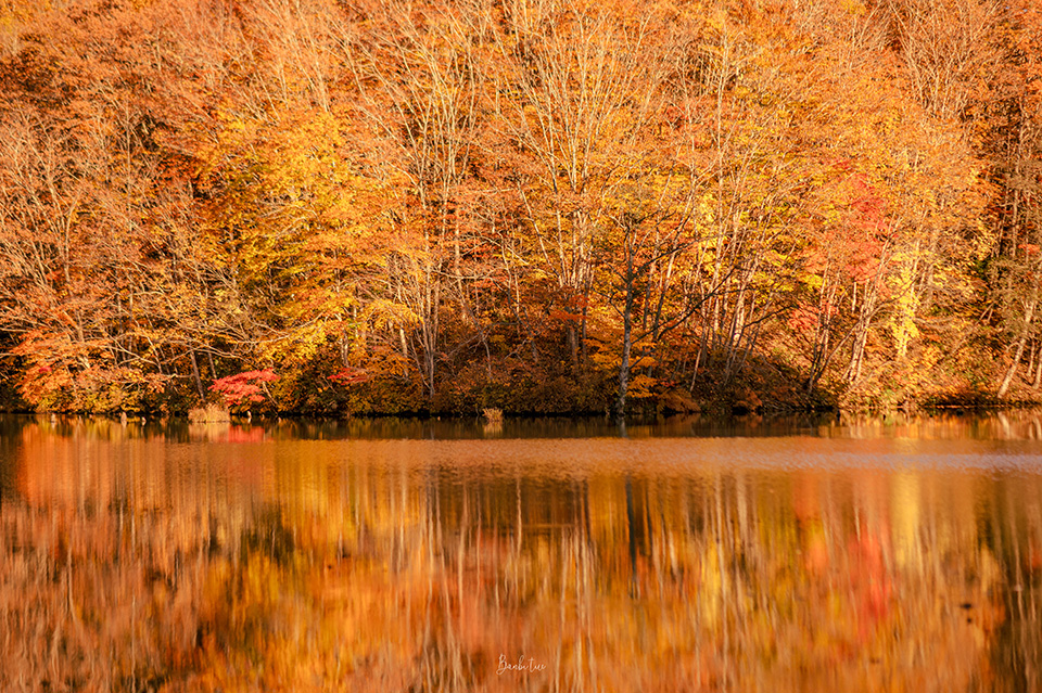 東北福島賞楓:曲澤沼紅葉朝燒夕燒,鏡面紅葉