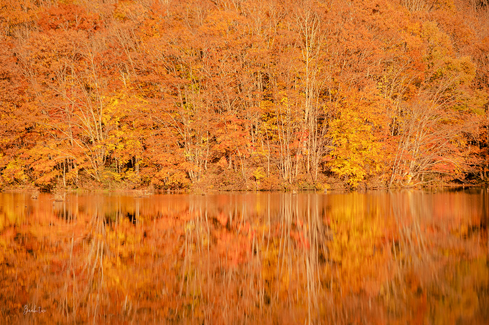 東北福島賞楓:曲澤沼紅葉朝燒夕燒,鏡面紅葉
