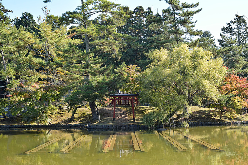 東大寺:有鹿圍繞的世界遺產,奈良一日遊景點交通,奈良公園與商店街