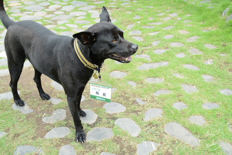 [台東特色旅遊]一起手護東河工作假期、部落屋民宿、腳踏車環台11線、東河包子、步道志工、原住民風味餐、台東衝浪、金樽漁港陸連島(雅比斯活動) :Banbi217 美食旅遊