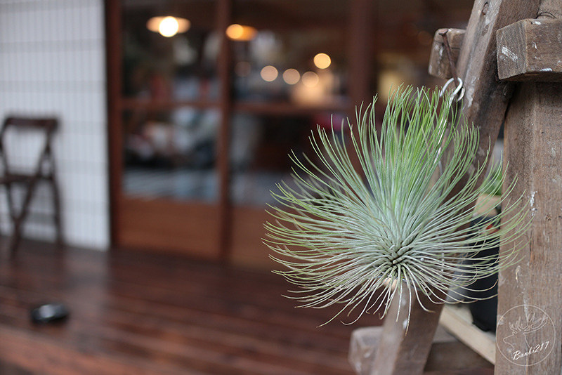 Banbi217 美食旅遊: [台北公館]Pica Pica Café 喜鵲咖啡(Picnic Cafe 野餐咖啡二店)-焦糖肉桂捲(捷運台電大樓站)