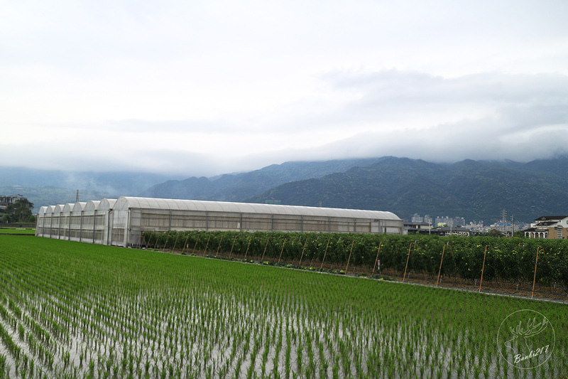 Banbi217 美食旅遊: 礁溪長榮鳳凰酒店(宜蘭溫泉住宿附早餐,免費到番茄果園採番茄)[邀約]