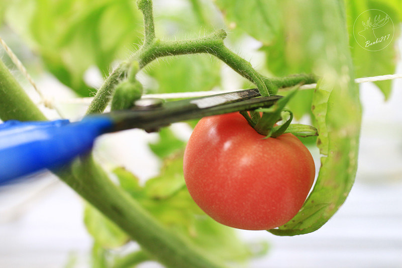 Banbi217 美食旅遊: 礁溪長榮鳳凰酒店(宜蘭溫泉住宿附早餐,免費到番茄果園採番茄)[邀約]