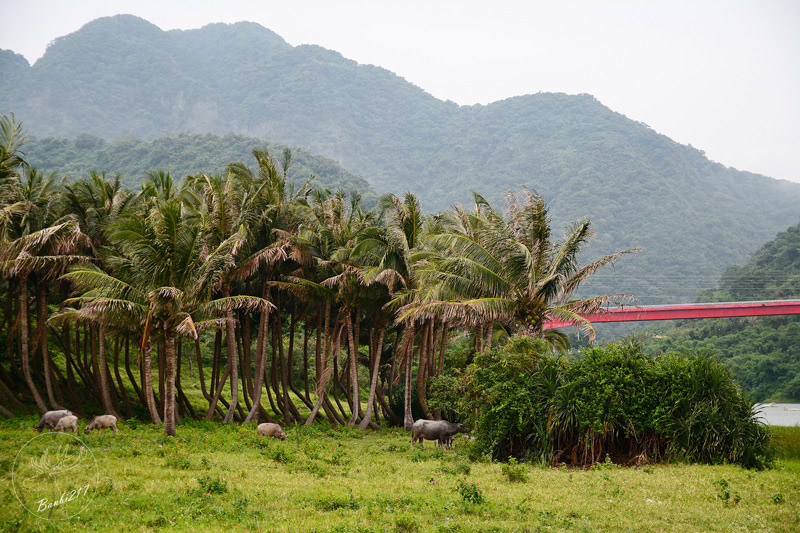 [台東特色旅遊]一起手護東河工作假期、部落屋民宿、腳踏車環台11線、東河包子、步道志工、原住民風味餐、台東衝浪、金樽漁港陸連島(雅比斯活動) :Banbi217 美食旅遊