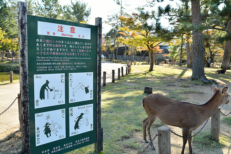 東大寺:有鹿圍繞的世界遺產,奈良一日遊景點交通,奈良公園與商店街