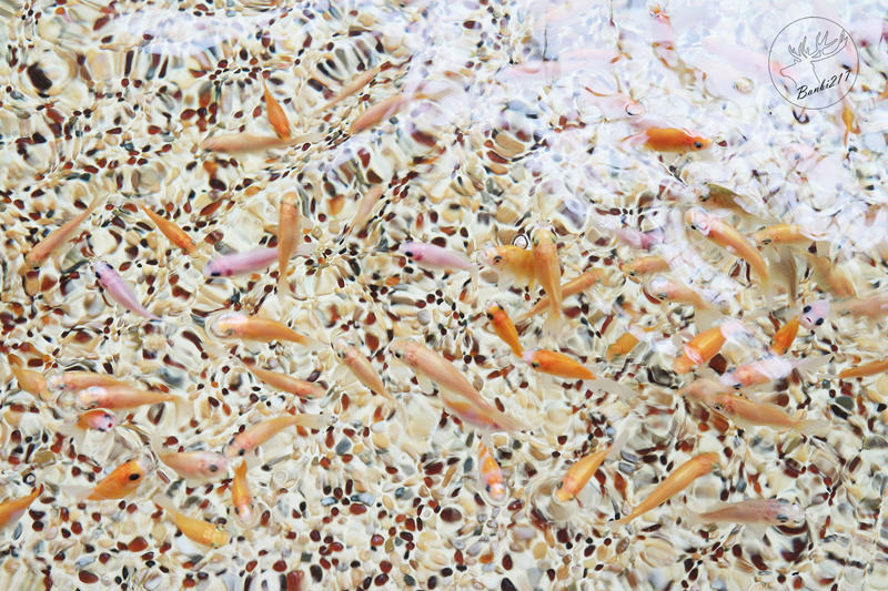 Banbi217 美食旅遊: 礁溪長榮鳳凰酒店(宜蘭溫泉住宿附早餐,免費到番茄果園採番茄)[邀約]