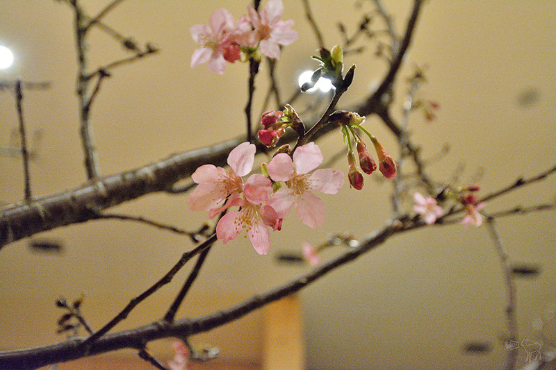 三花日式料理:在台北餐廳內賞櫻吃御花見懷石套餐的小確幸(捷運松江南京站美食,生魚片壽司高級日式料理)