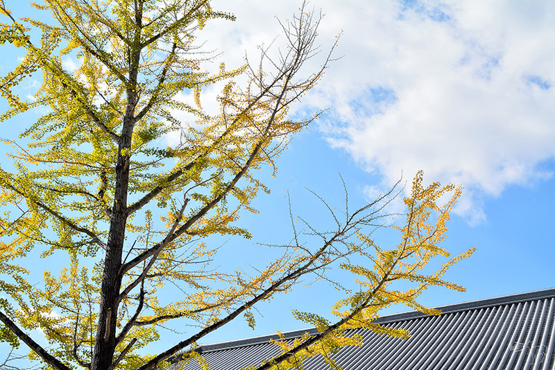 東大寺:有鹿圍繞的世界遺產,奈良一日遊景點交通,奈良公園與商店街