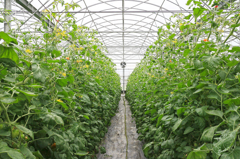 Banbi217 美食旅遊: 礁溪長榮鳳凰酒店(宜蘭溫泉住宿附早餐,免費到番茄果園採番茄)[邀約]