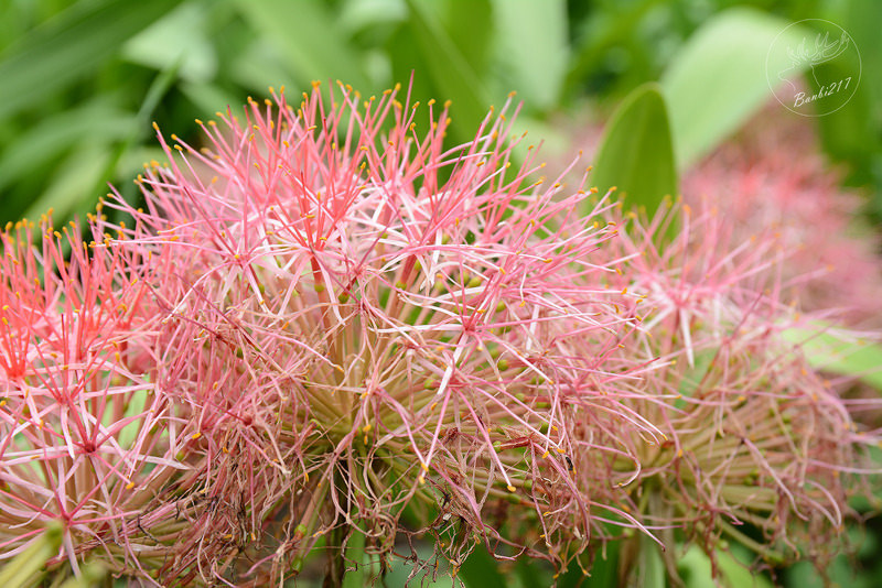 [台東特色旅遊]一起手護東河工作假期、部落屋民宿、腳踏車環台11線、東河包子、步道志工、原住民風味餐、台東衝浪、金樽漁港陸連島(雅比斯活動) :Banbi217 美食旅遊