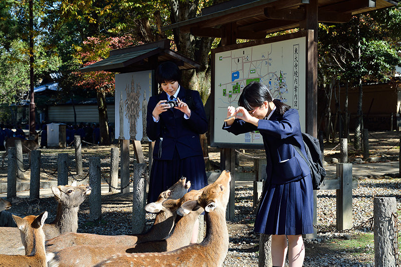 東大寺:有鹿圍繞的世界遺產,奈良一日遊景點交通,奈良公園與商店街