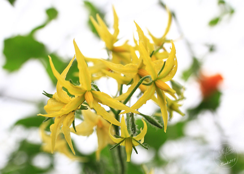 Banbi217 美食旅遊: 礁溪長榮鳳凰酒店(宜蘭溫泉住宿附早餐,免費到番茄果園採番茄)[邀約]