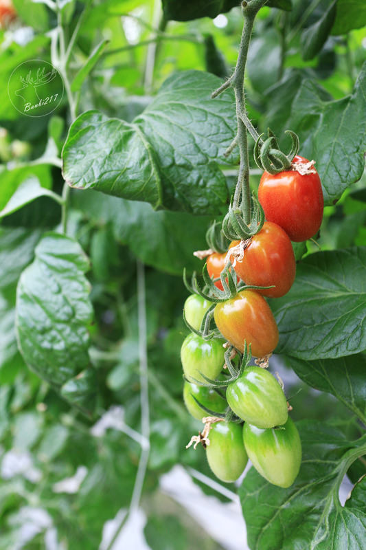 Banbi217 美食旅遊: 礁溪長榮鳳凰酒店(宜蘭溫泉住宿附早餐,免費到番茄果園採番茄)[邀約]