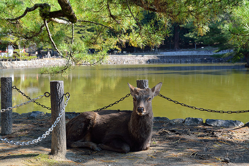 東大寺:有鹿圍繞的世界遺產,奈良一日遊景點交通,奈良公園與商店街
