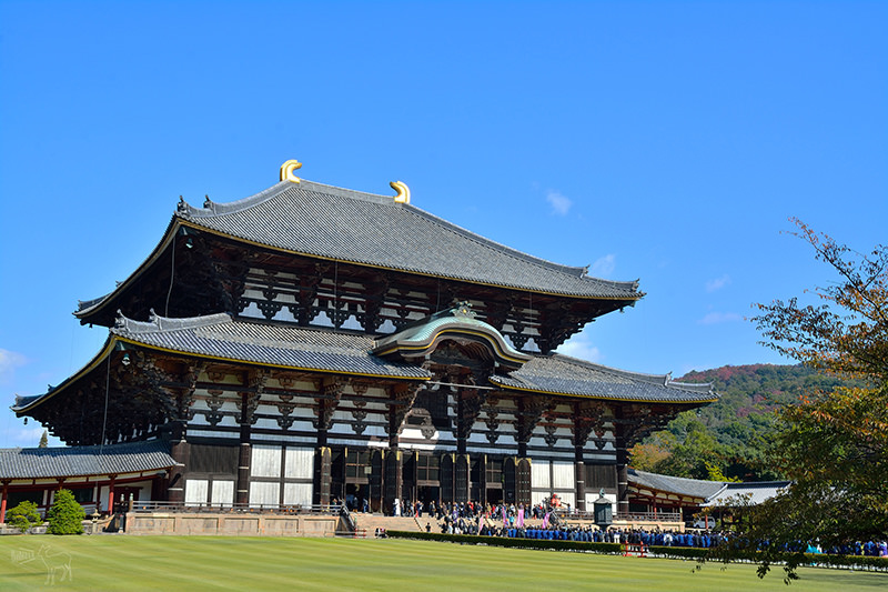 東大寺 有鹿圍繞的世界遺產 奈良一日遊景點交通 奈良公園與商店街 Banbi 斑比美食旅遊